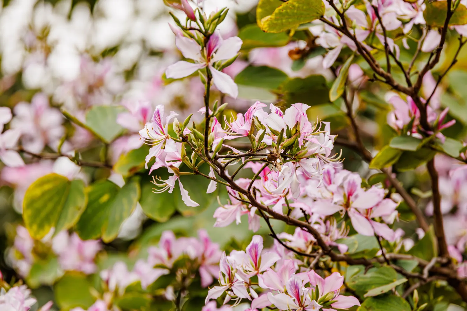 Chinese Redbud (Cercis Chinensis) — Hardy and low-maintenance, it adds vibrant color to compact spaces or as an understory feature