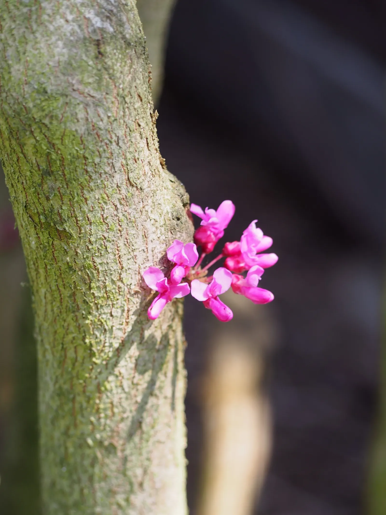 Chinese Redbud (Cercis Chinensis) — the Chinese Redbud's compact stature makes it ideally suited for small gardens or residential landscapes