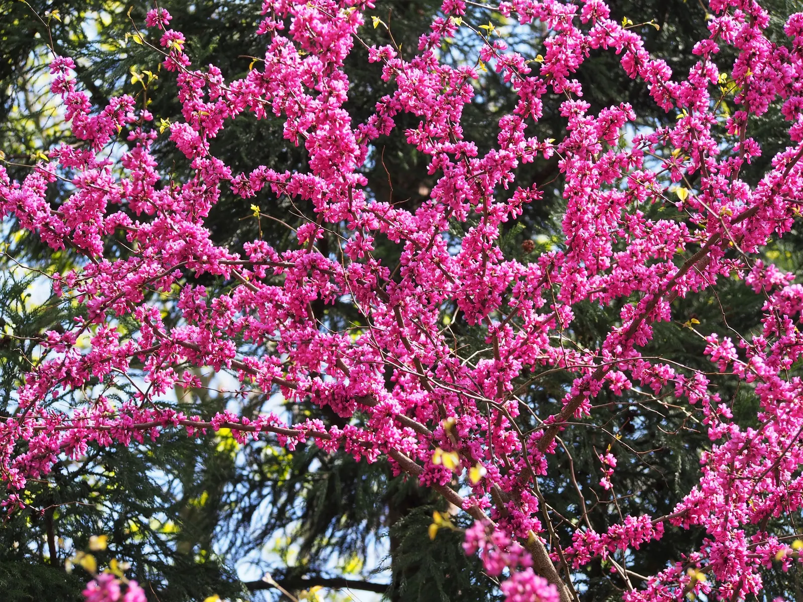 Chinese Redbud (Cercis Chinensis) — the Chinese Redbud's compact stature makes it ideally suited for small gardens or residential landscapes, image 44