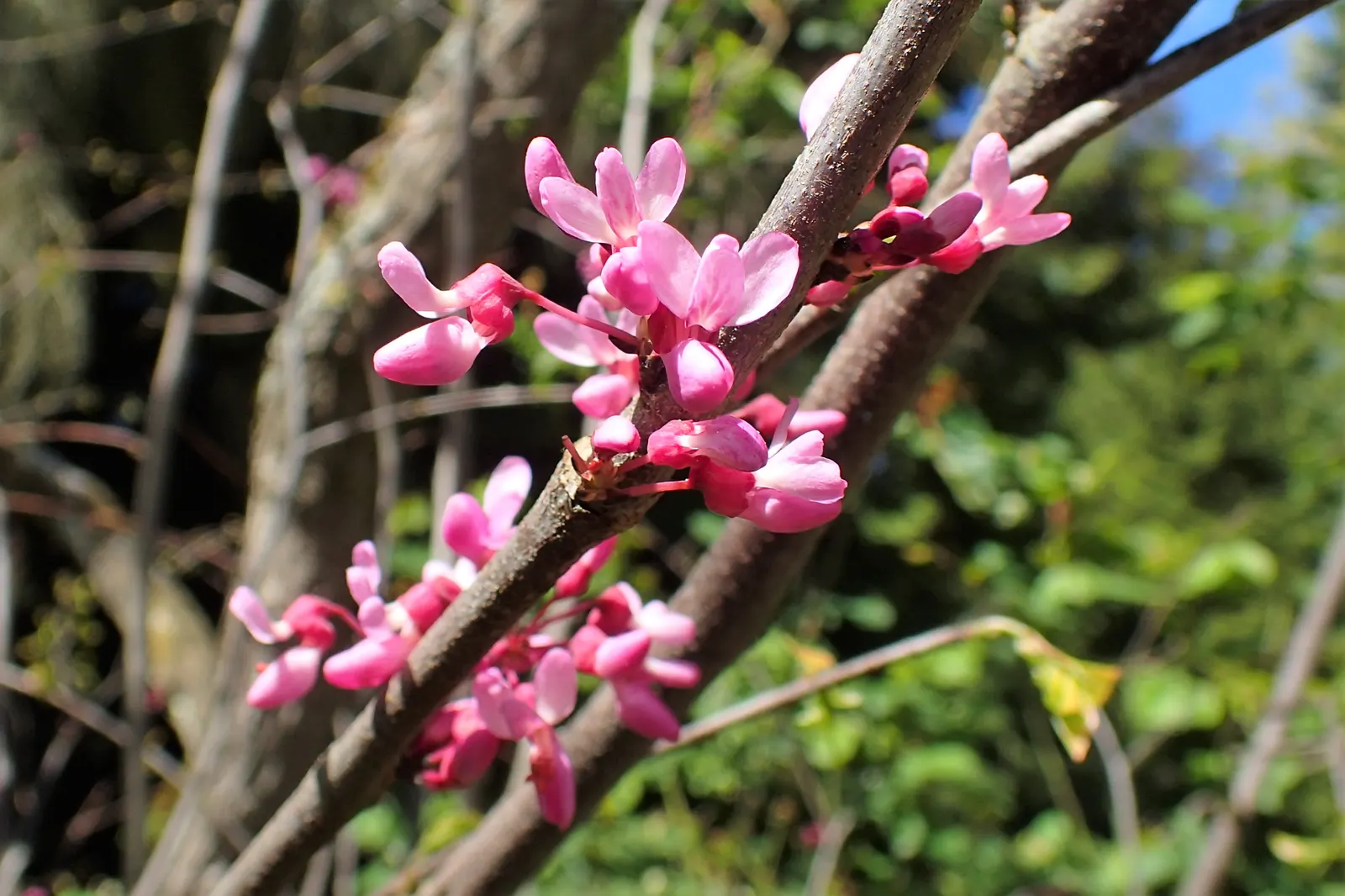 Chinese Redbud (Cercis Chinensis) — Heart-shaped leaves emerge after blossoms and turn yellow in fall