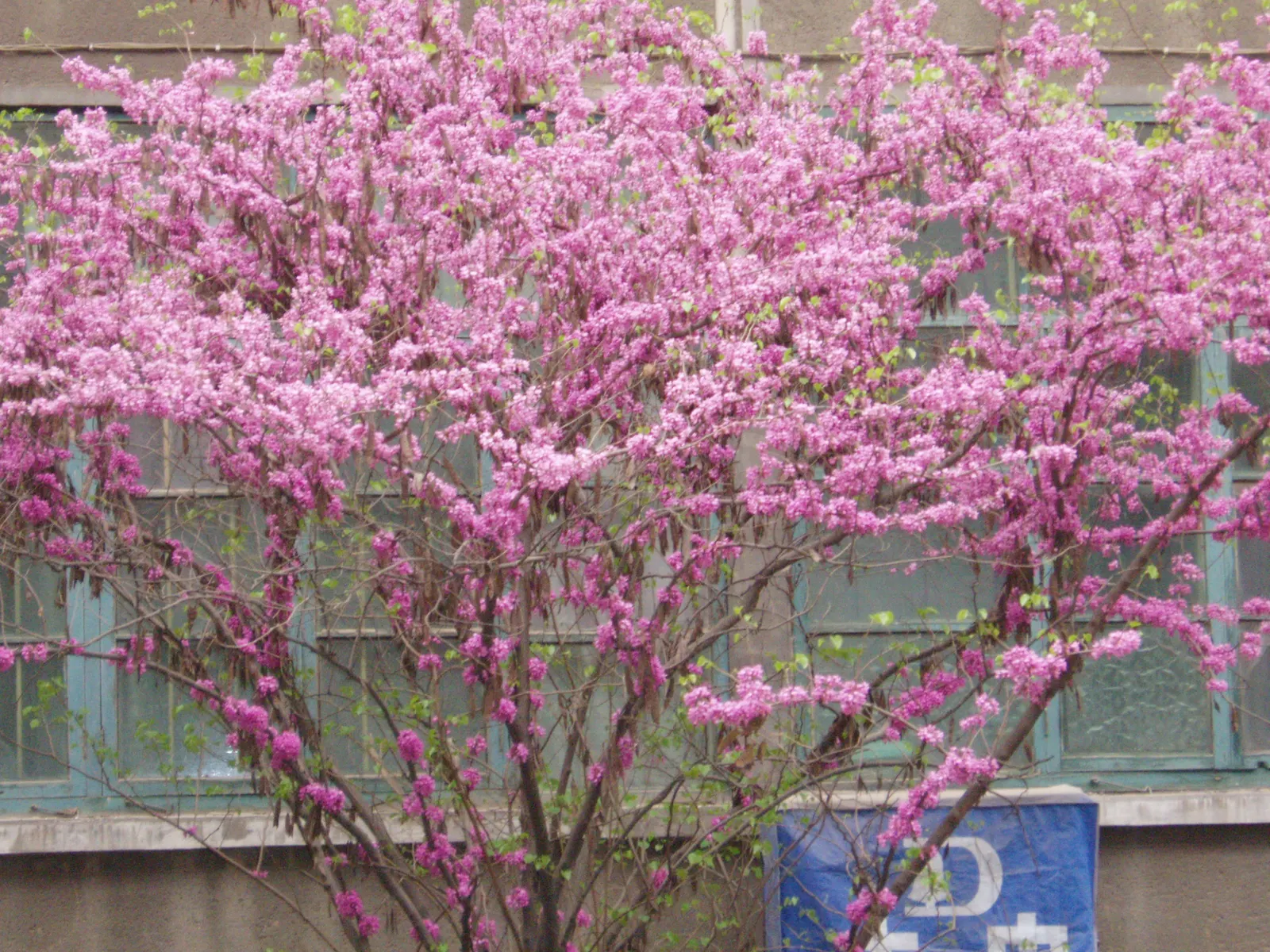 Chinese Redbud (Cercis Chinensis) — the Chinese Redbud will reward the landscape with years of beauty; are followed by pendulous