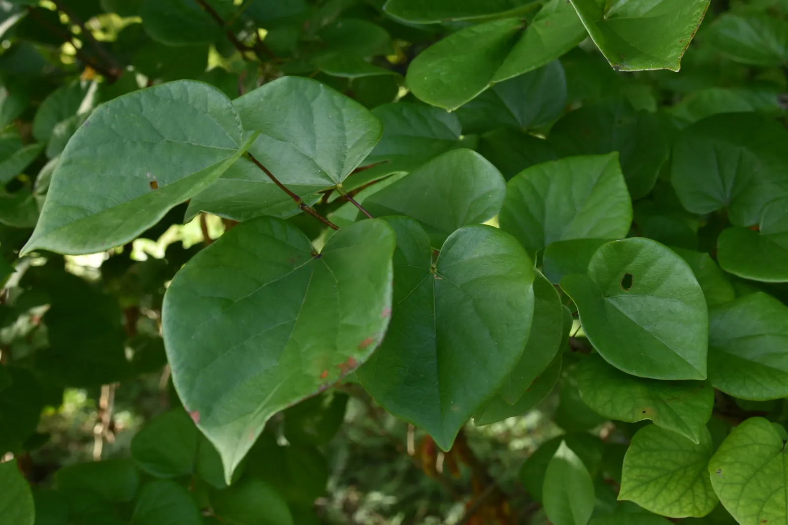 Chinese Redbud (Cercis Chinensis) — shrub / tree for full or half