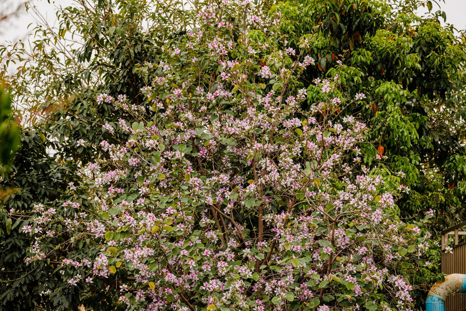 Chinese Redbud (Cercis Chinensis) — the dense clusters of blooms envelop the bare branches