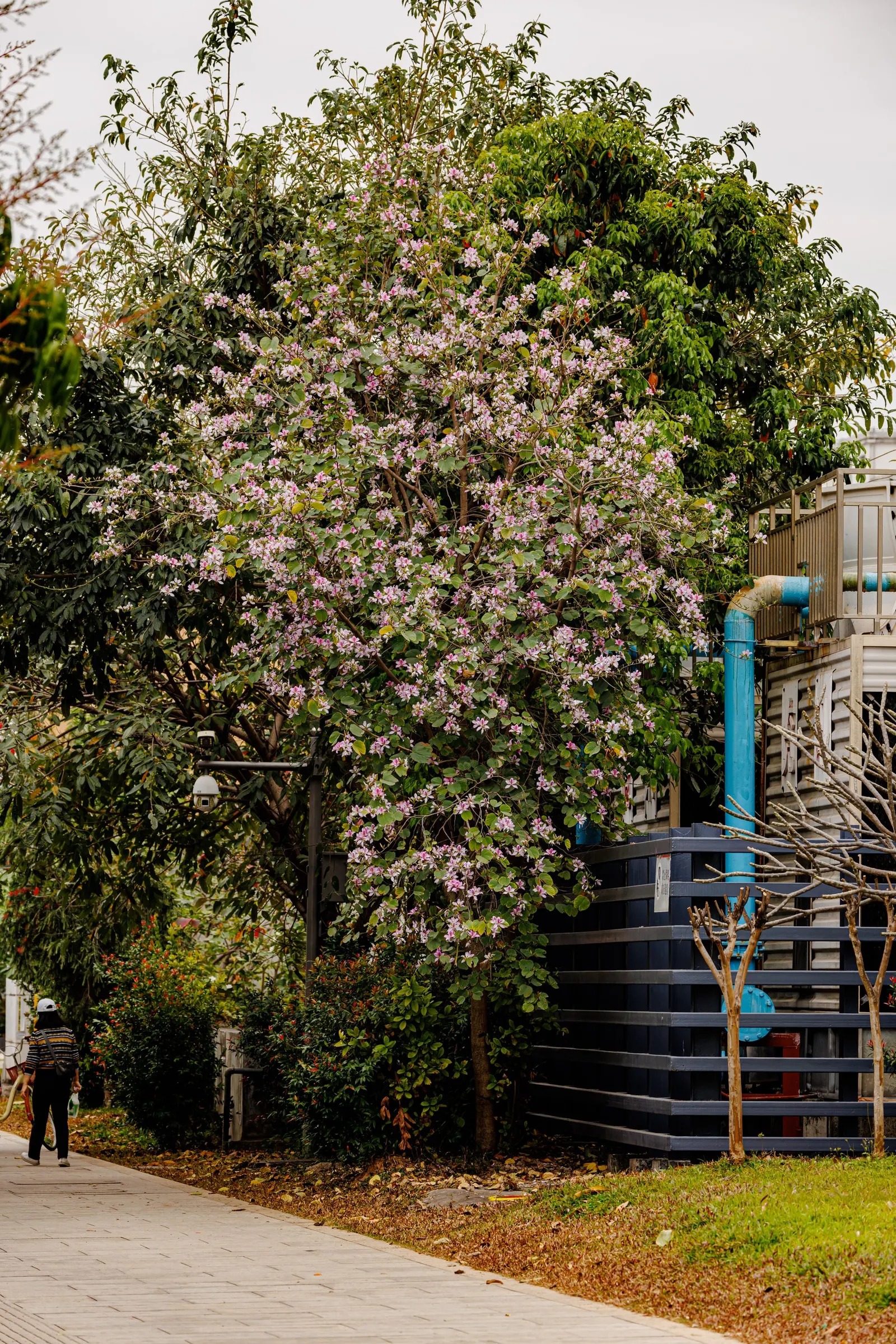 Chinese Redbud (Cercis Chinensis) — the Chinese Redbud will reward the landscape with years of beauty