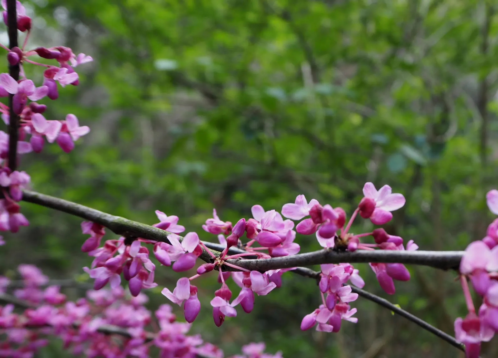 Chinese Redbud (Cercis Chinensis) — each about 1/2 inch across