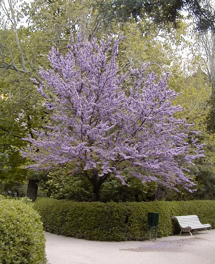 Chinese Redbud (Cercis Chinensis) — its low canopy makes it an excellent choice for underplanting with shade-loving perennials or groundcovers