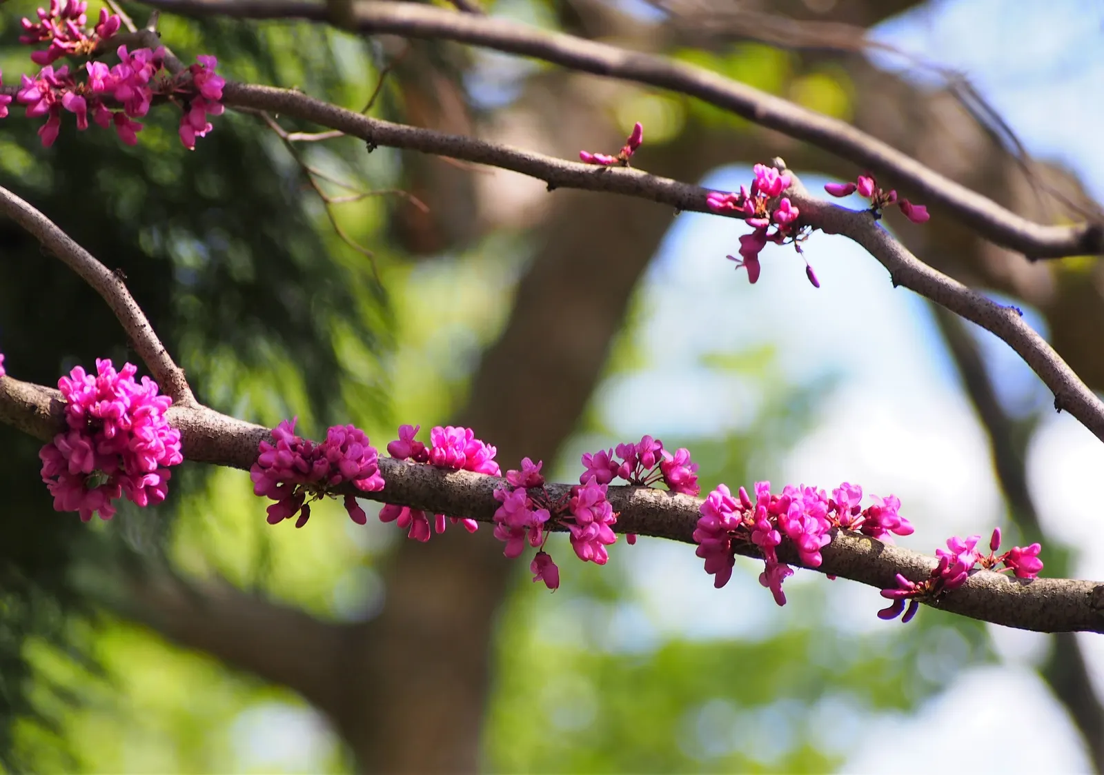 Chinese Redbud (Cercis Chinensis) — This deciduous shrub or small tree reaches 8 to 10 feet in height, with a similar spread; consider its role as a striking