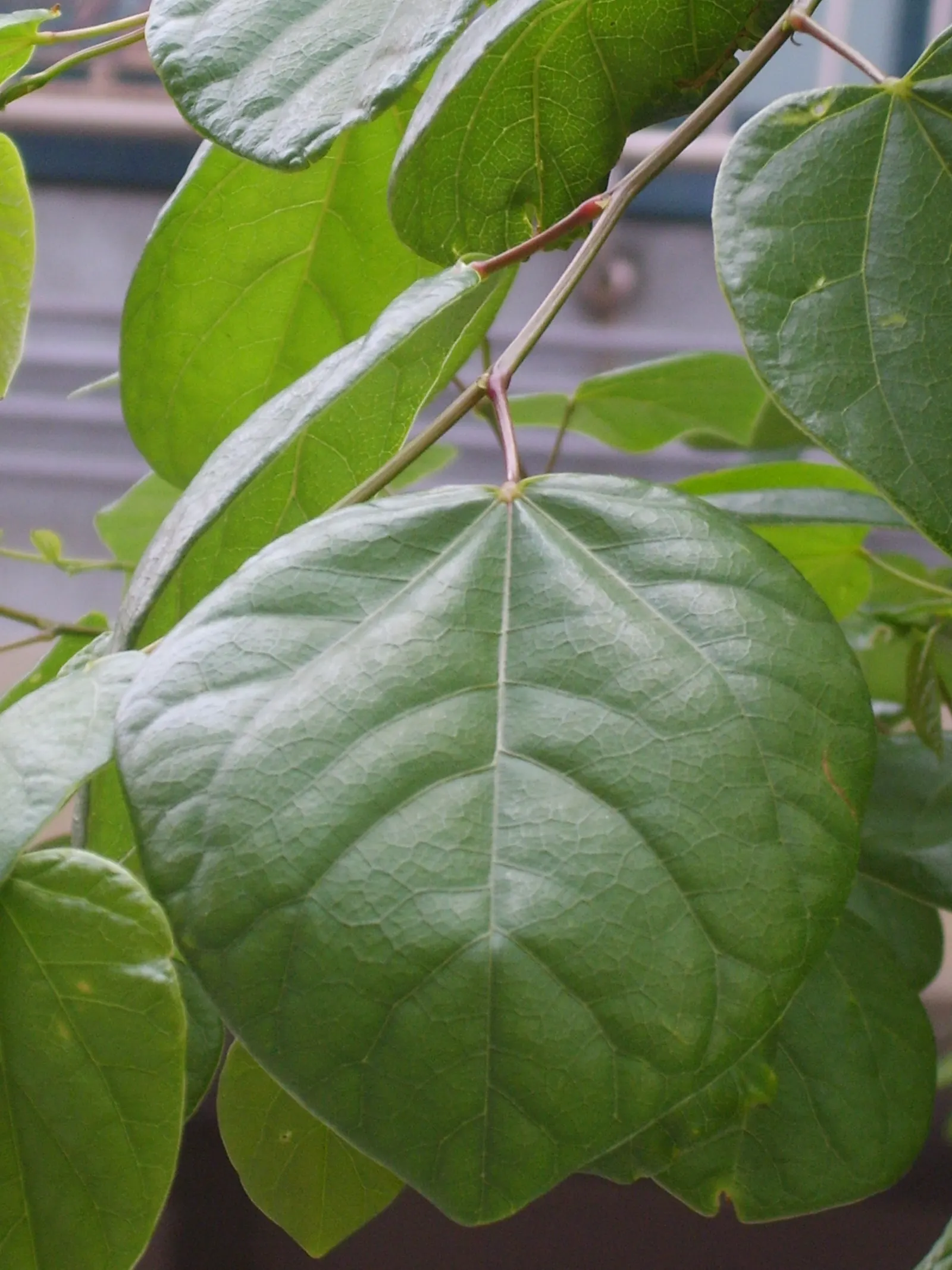 Chinese Redbud (Cercis Chinensis) — tolerant of a variety of conditions; shrub / tree for full or half
