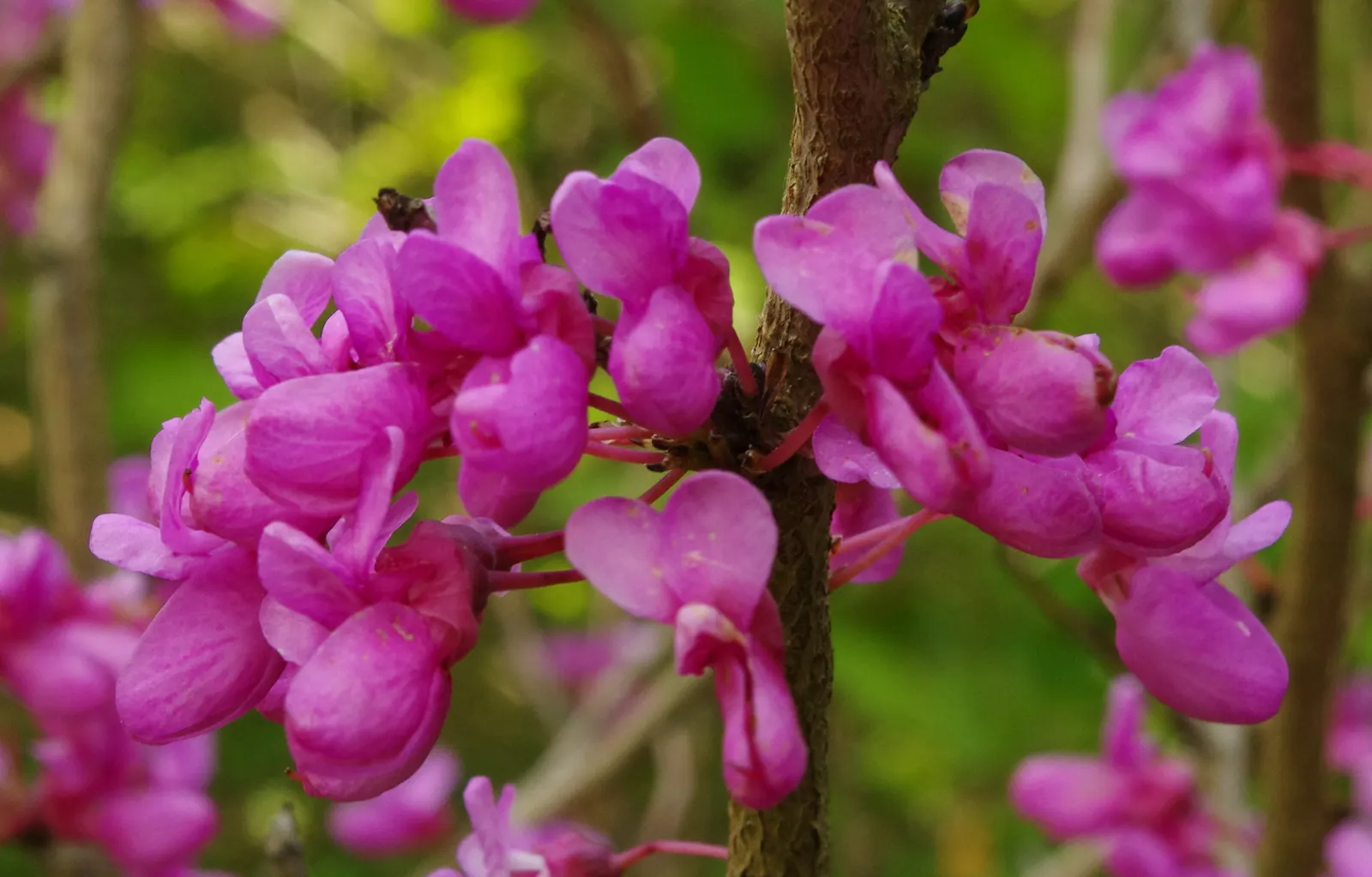 Chinese Redbud (Cercis Chinensis) — Prefers full sun to partial shade and well-drained soil; this deciduous shrub or small tree reaches 8 to 10 feet in height