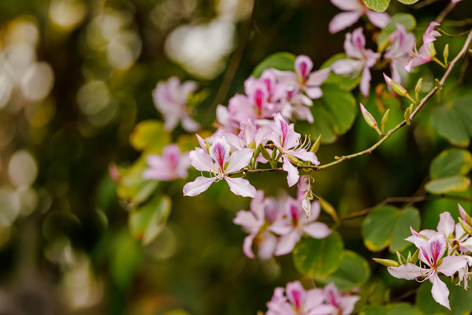 Chinese Redbud (Cercis Chinensis) — the dense clusters of blooms envelop the bare branches; before the heart-shaped leaves unfurl
