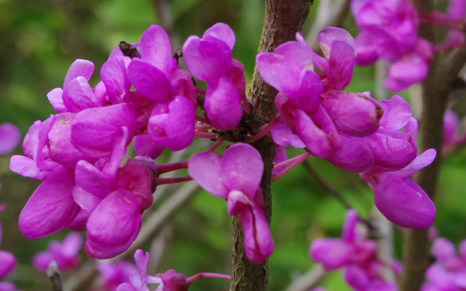 Chinese Redbud (Cercis Chinensis) — will establish a resilient root system; prefers full sun to partial shade and well-drained soil