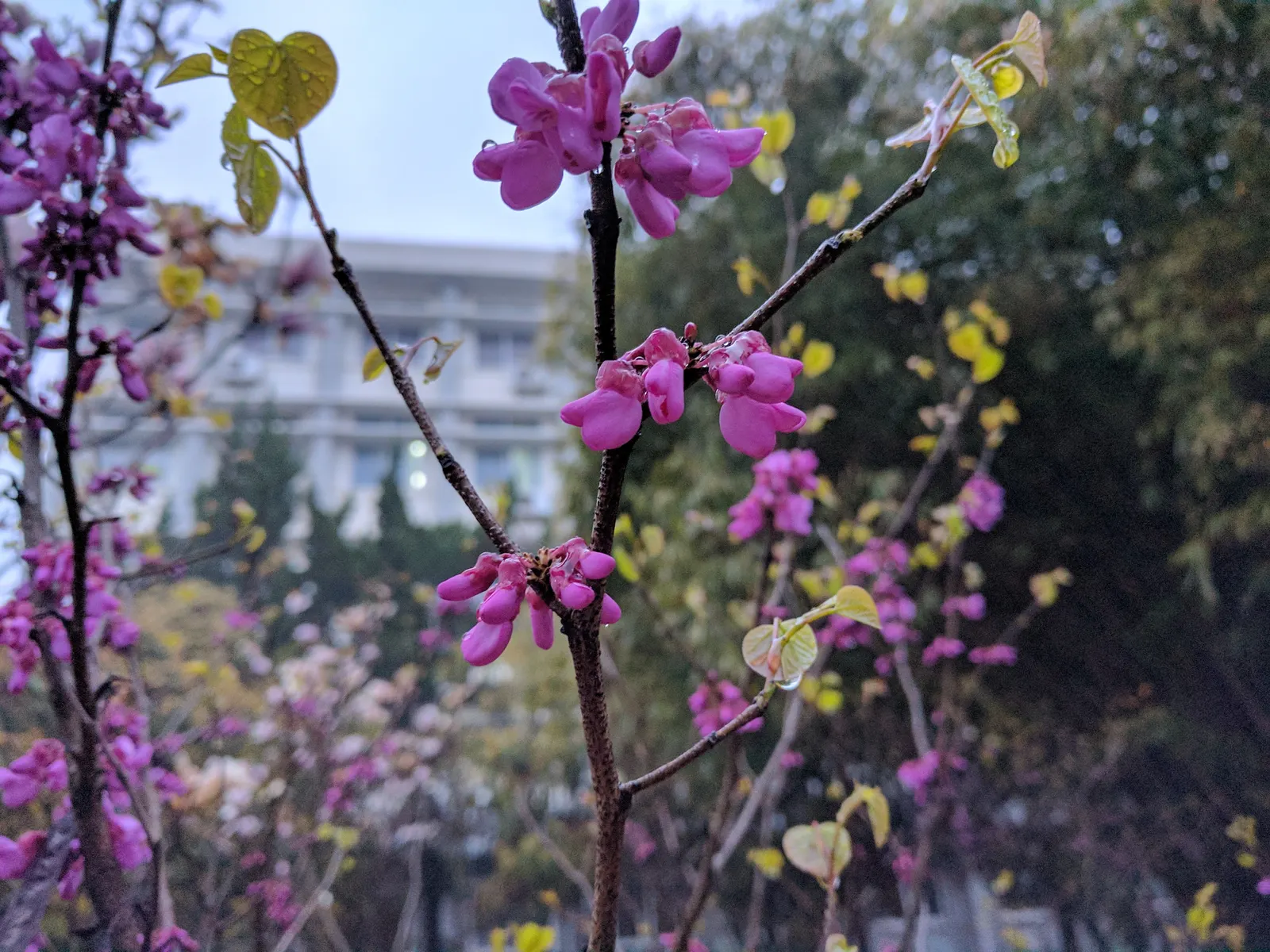 Chinese Redbud (Cercis Chinensis) — deciduous ornamental tree highly prized for its splendid springtime display of vivid