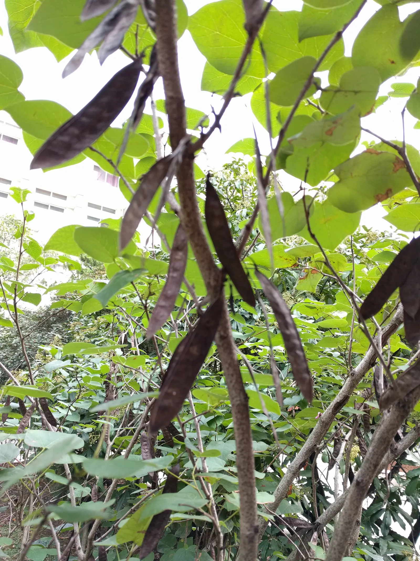Chinese Redbud (Cercis Chinensis) — deciduous ornamental tree highly prized for its splendid springtime display of vivid; regular watering during dry spells