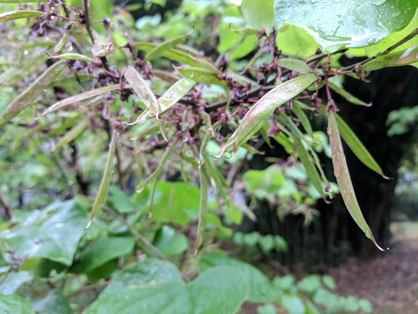 Chinese Redbud (Cercis Chinensis) — This tree prefers full sun to partial shade and thrives in well-drained soils