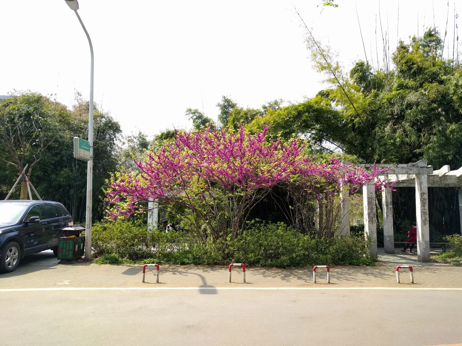 Chinese Redbud (Cercis Chinensis) — Regular watering during dry spells; ensuring the full visual impact of its floral canopy