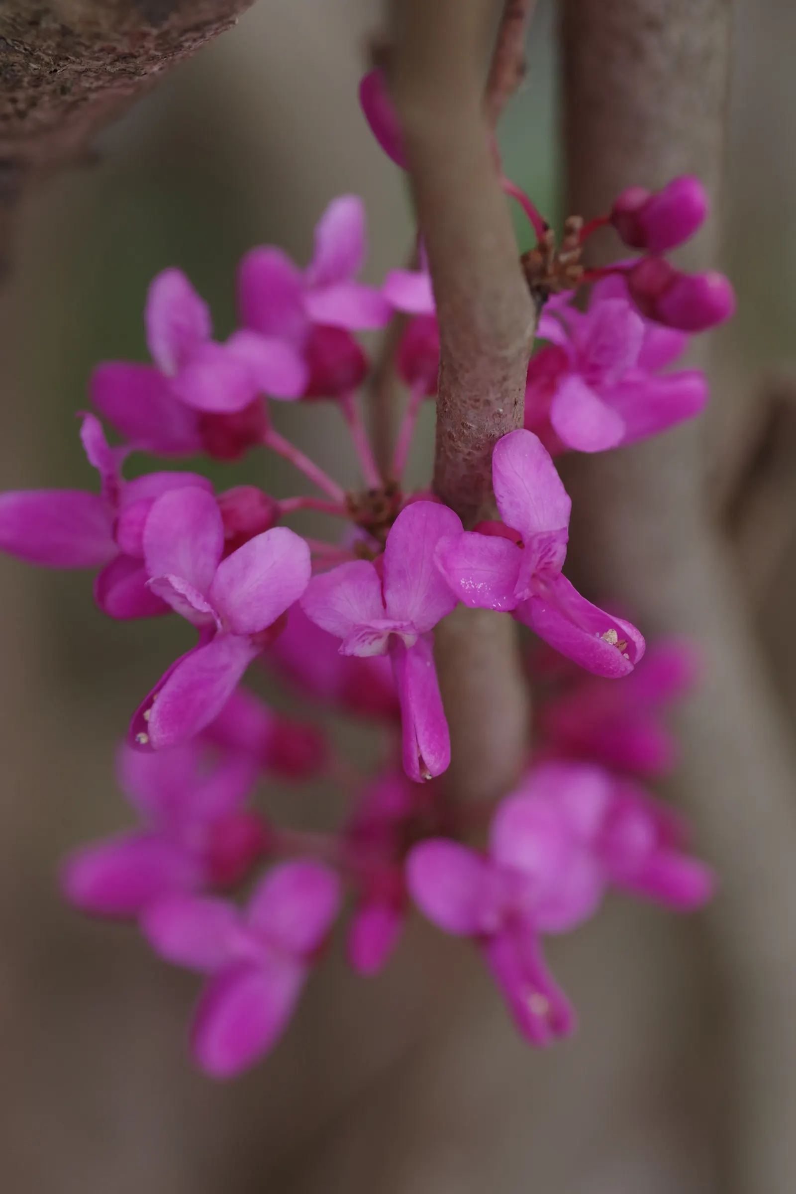 Chinese Redbud (Cercis Chinensis) — consider its role as a striking specimen or focal point
