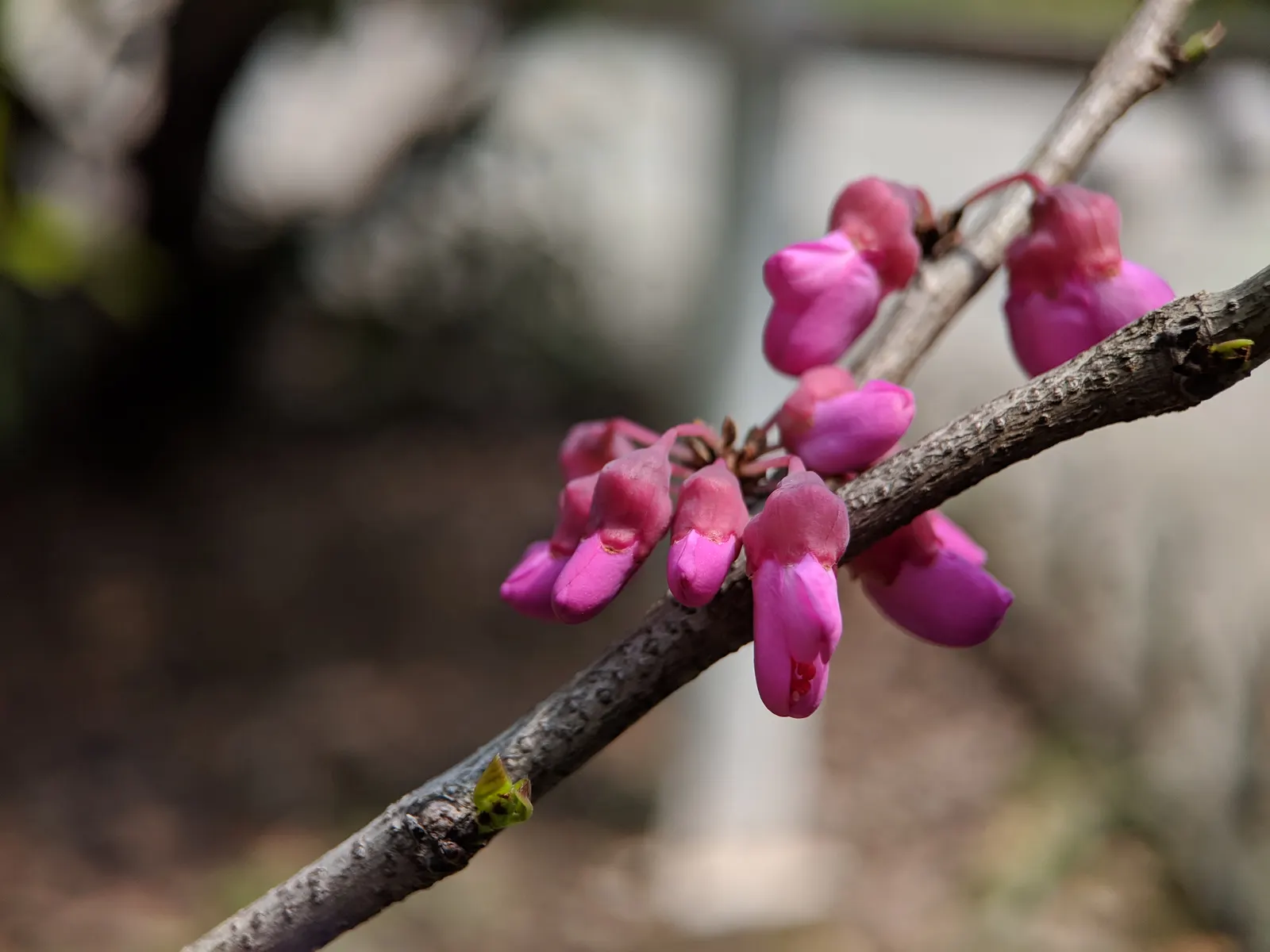 Chinese Redbud (Cercis Chinensis) — beyond occasional pruning to maintain shape and remove any deadwood