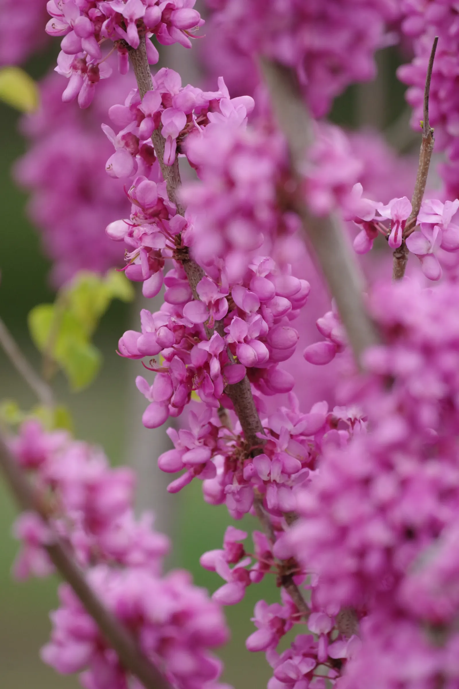 Chinese Redbud (Cercis Chinensis) — Regular watering during dry spells