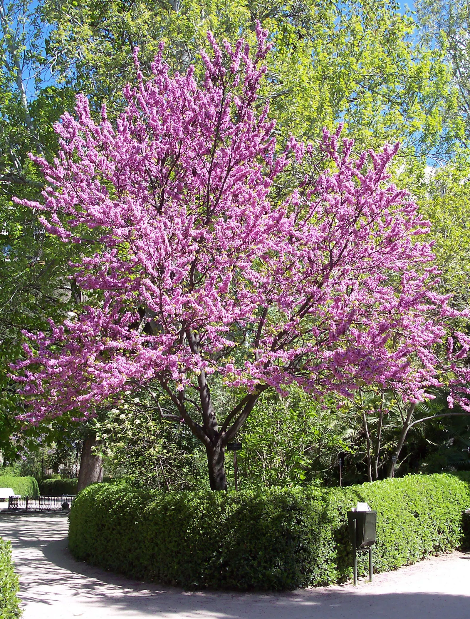 Chinese Redbud (Cercis Chinensis) — are followed by pendulous; the Chinese Redbud (Cercis chinensis) is a spectacular spring bloomer