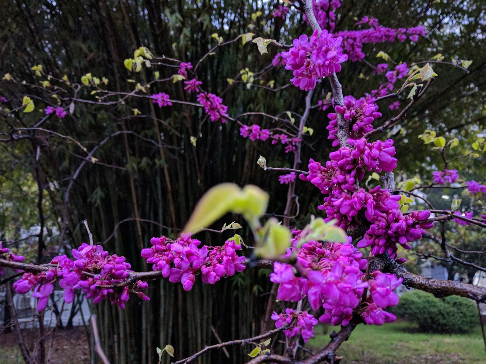 Chinese Redbud (Cercis Chinensis) — commonly known as Chinese Redbud; tolerant of a variety of conditions