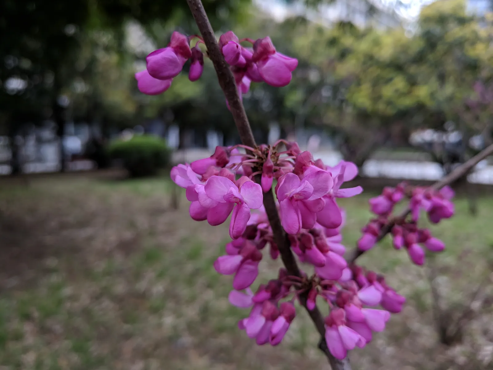 Chinese Redbud (Cercis Chinensis) — its low canopy makes it an excellent choice for underplanting with shade-loving perennials or groundcovers; shrub / tree