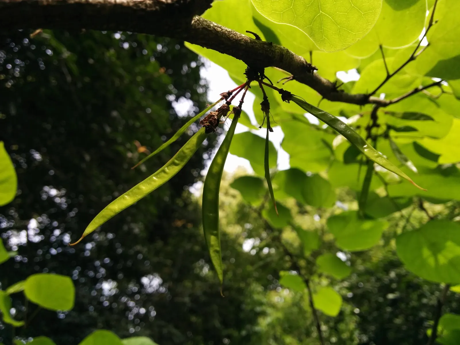 Chinese Redbud (Cercis Chinensis) — will establish a resilient root system