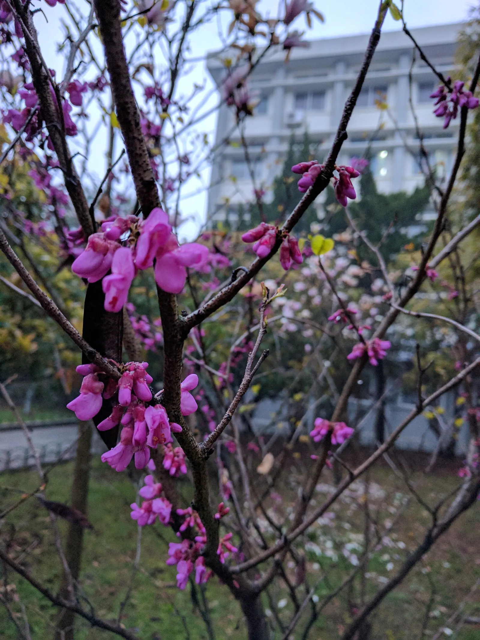 Chinese Redbud (Cercis Chinensis) — showcasing a profusion of magenta-pink flowers along its branches