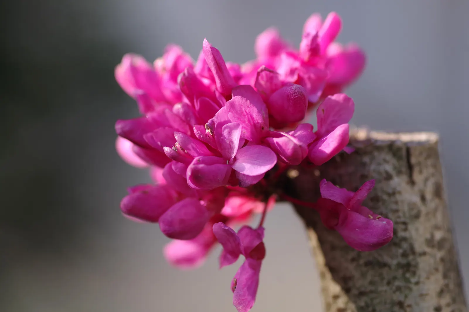 Chinese Redbud (Cercis Chinensis) — tolerant of a variety of conditions