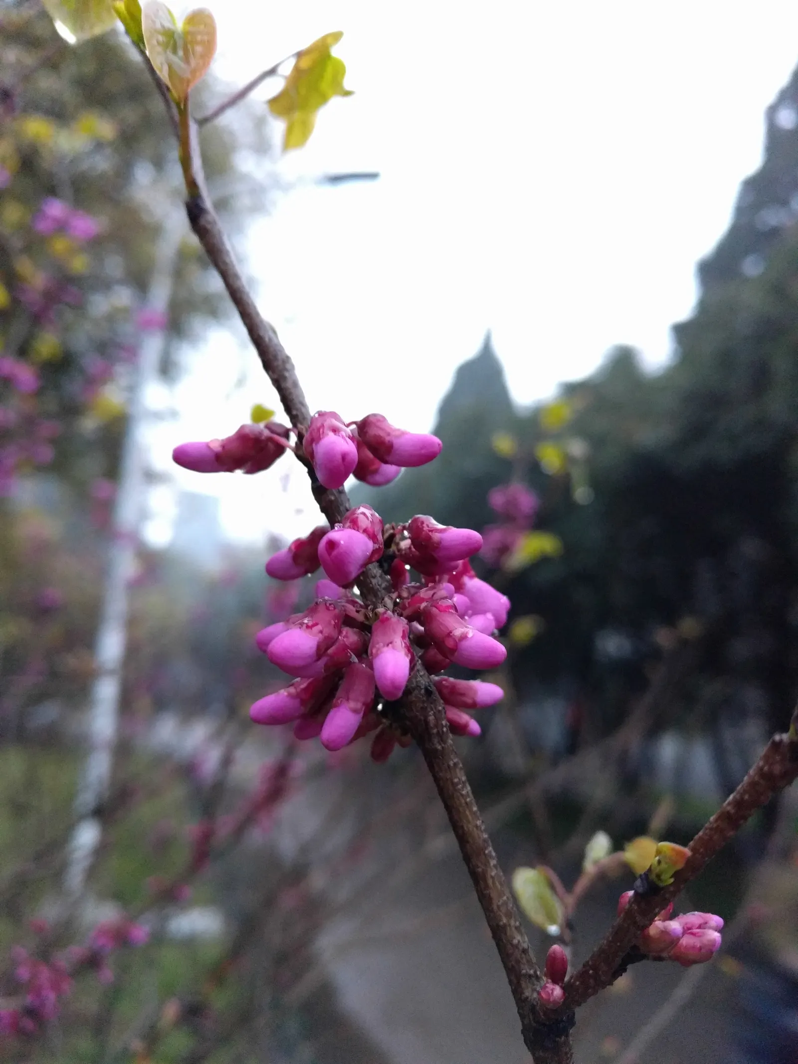 Chinese Redbud (Cercis Chinensis) — consider its role as a striking specimen or focal point; commonly known as Chinese Redbud