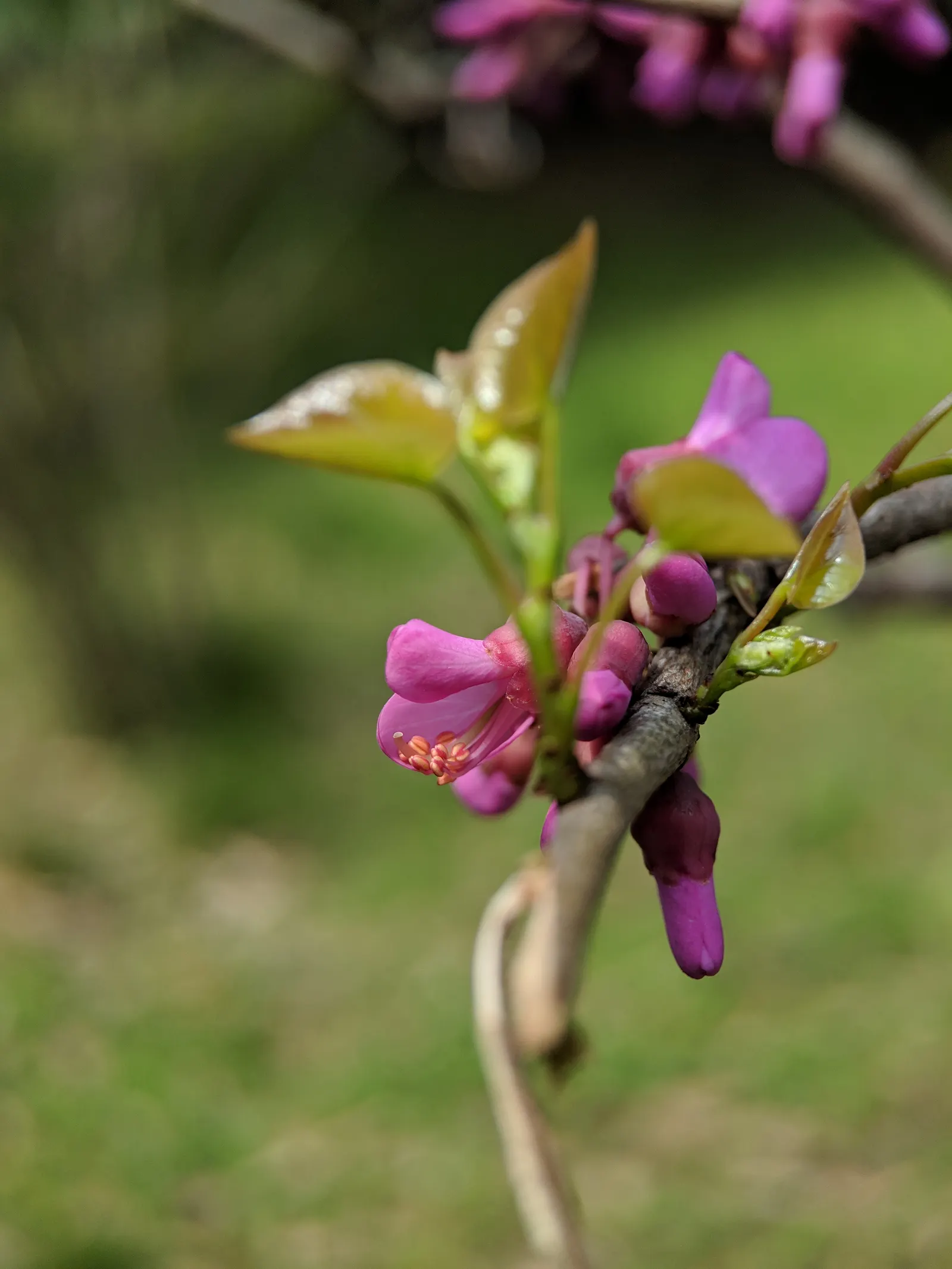 Chinese Redbud (Cercis Chinensis) — The Chinese Redbud (Cercis chinensis) is a spectacular spring bloomer; heart-shaped leaves emerge after blossoms and turn