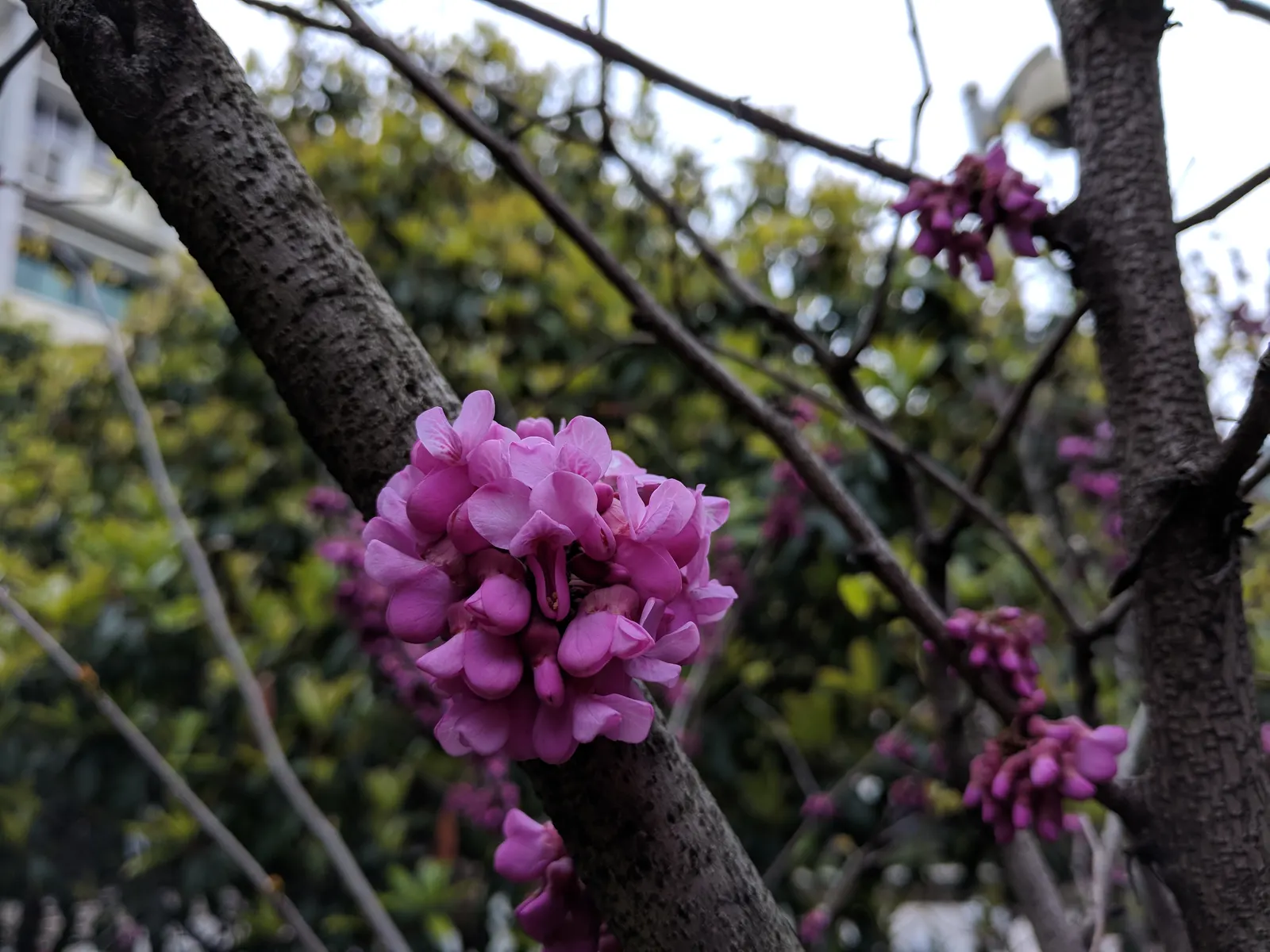 Chinese Redbud (Cercis Chinensis) — each about 1/2 inch across; the Chinese Redbud will reward the landscape with years of beauty