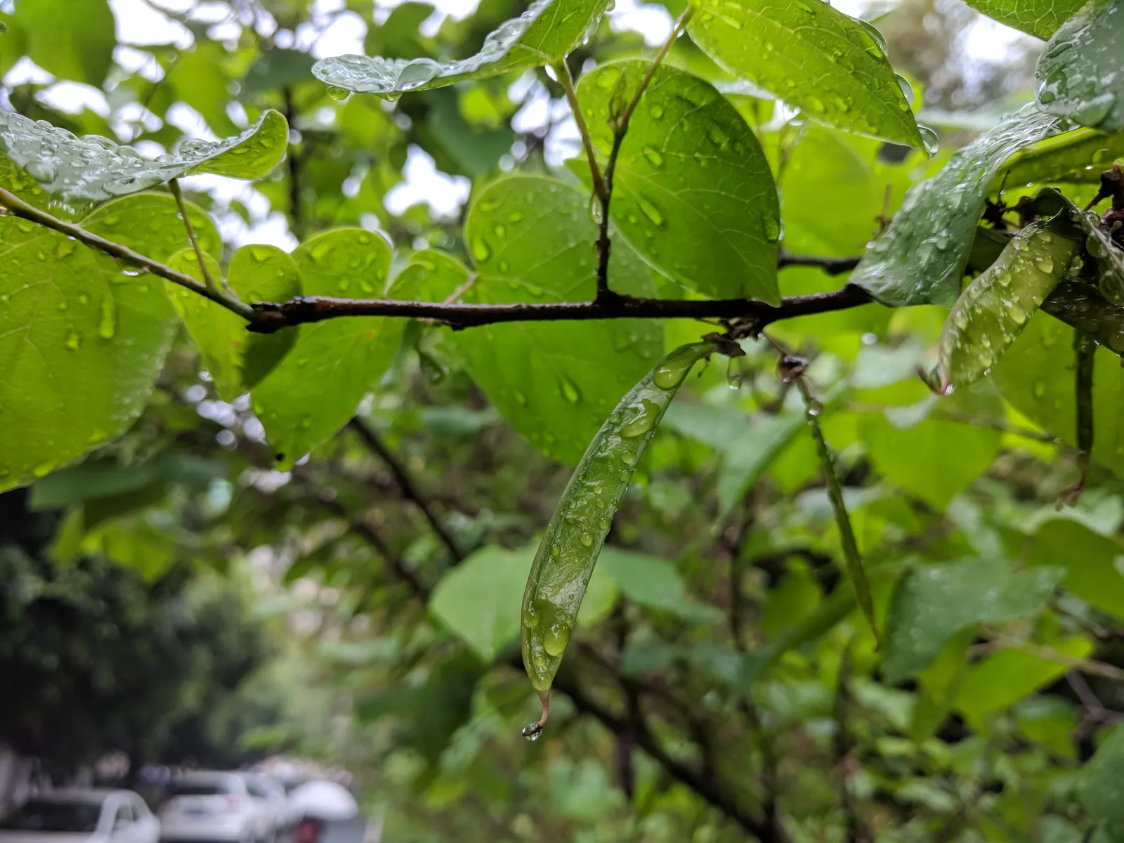 Chinese Redbud (Cercis Chinensis) — commonly known as Chinese Redbud