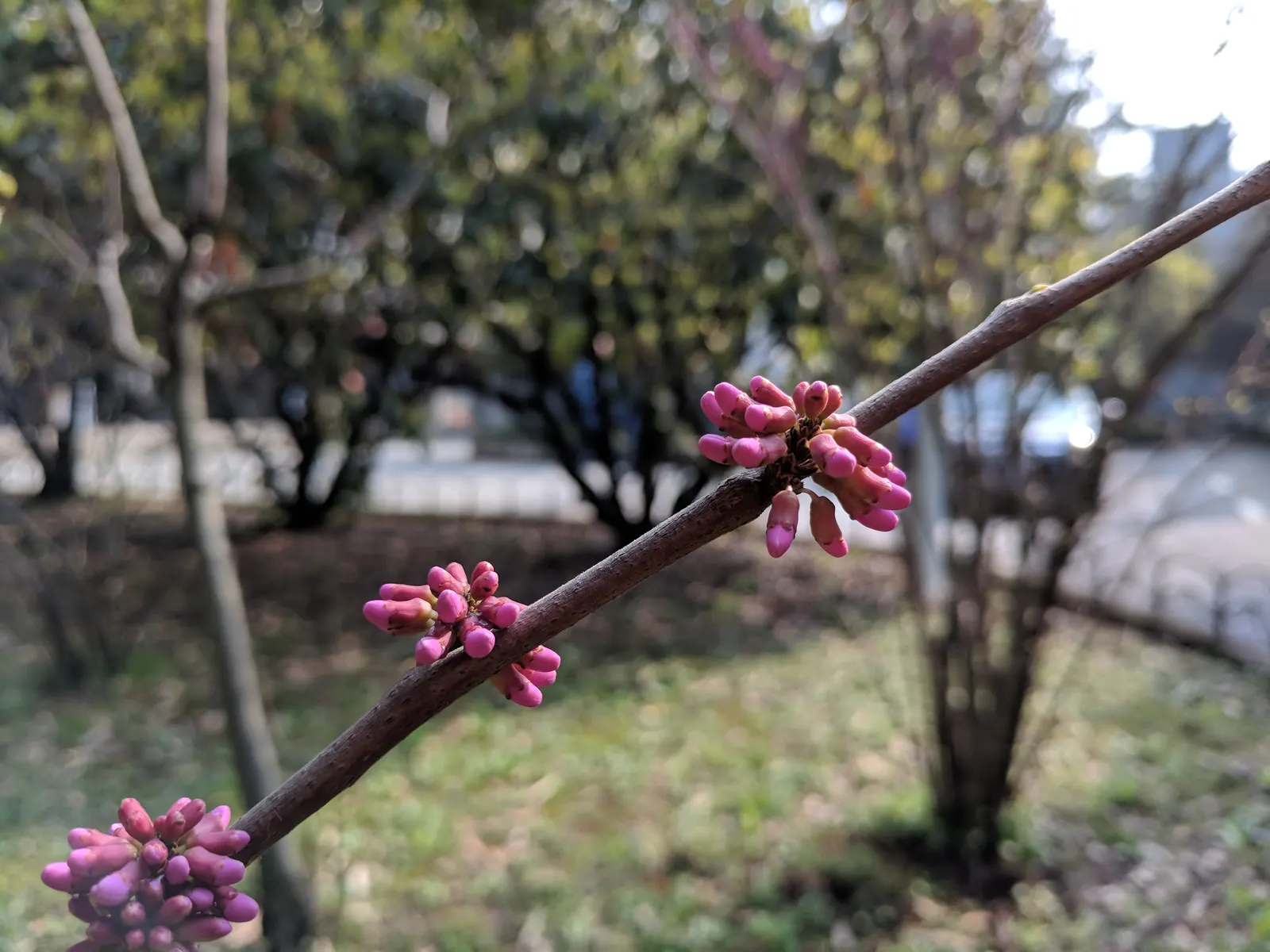Chinese Redbud (Cercis Chinensis) — ensuring the full visual impact of its floral canopy