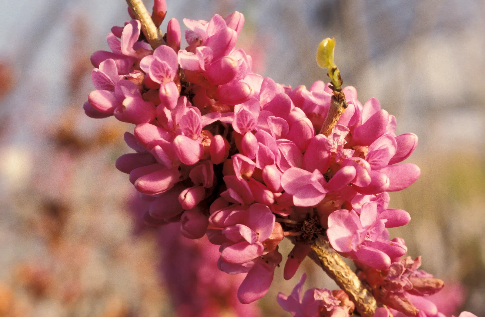 Chinese Redbud (Cercis Chinensis) — are followed by pendulous