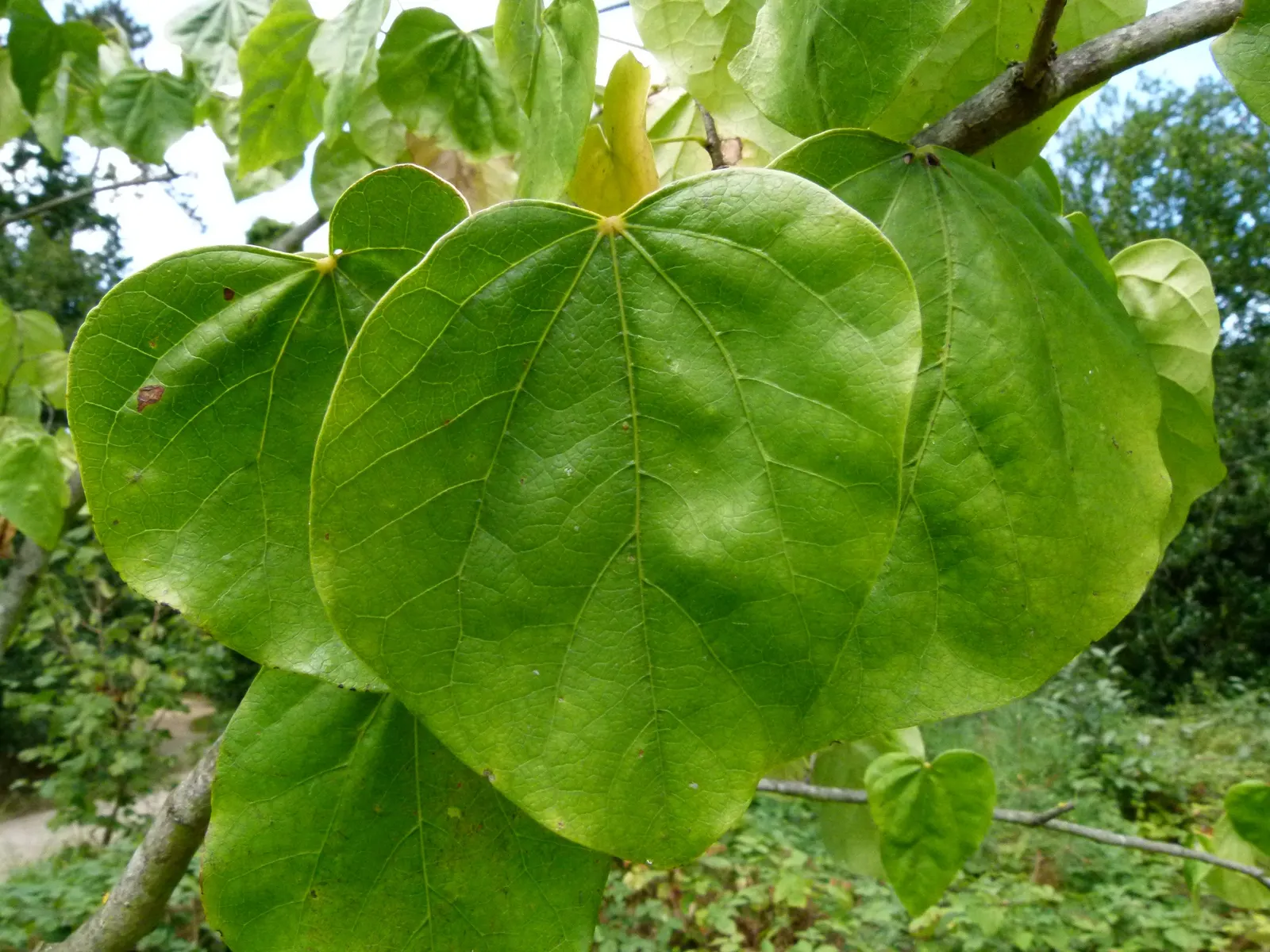 Chinese Redbud (Cercis Chinensis) — shrub / tree for full or half; will establish a resilient root system