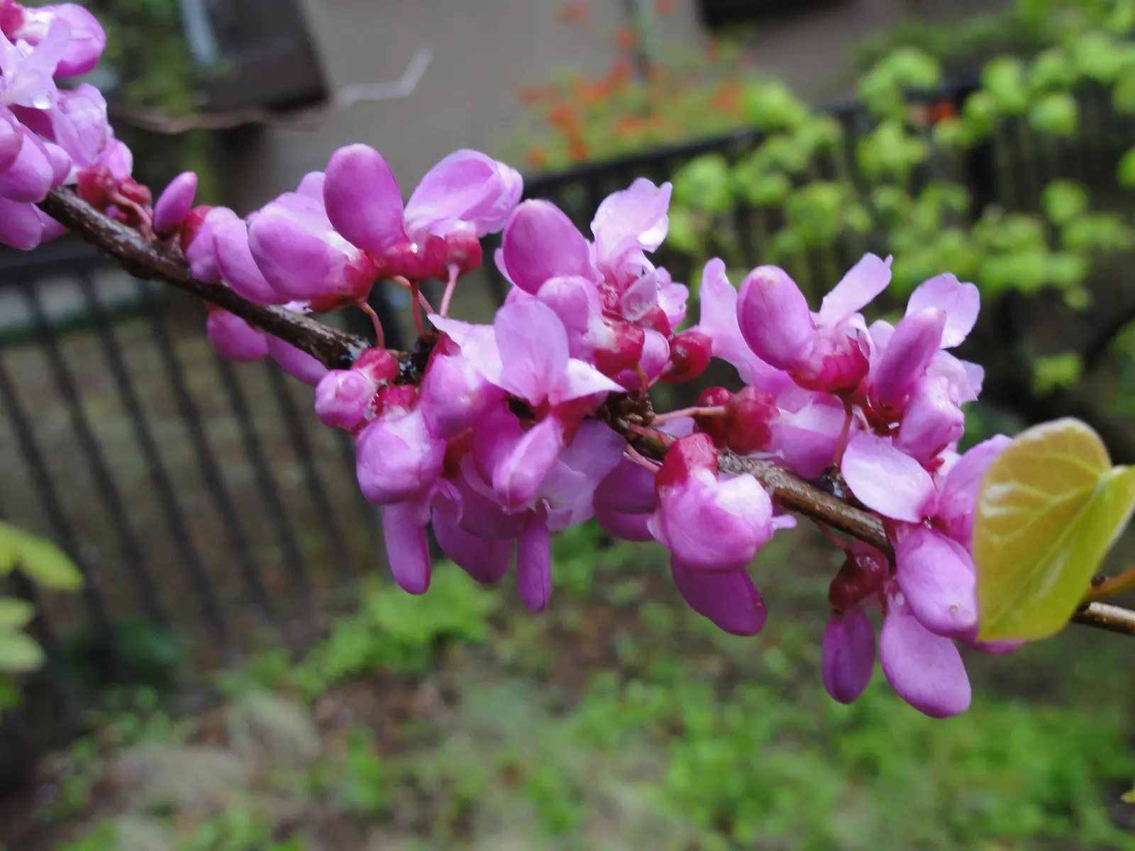 Chinese Redbud (Cercis Chinensis) — creating a breathtaking floral exhibit in early to mid-spring