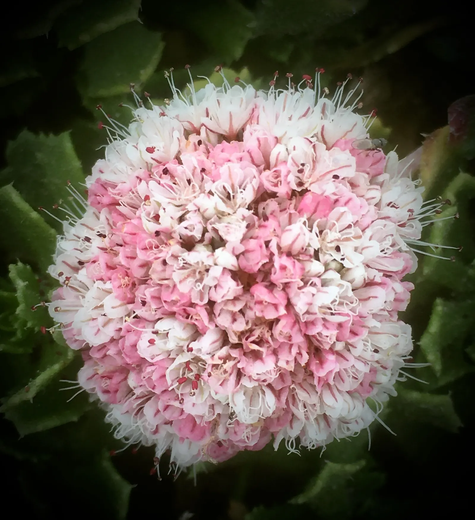 Ashyleaf Buckwheat (Eriogonum Cinereum) — it's well-adapted to a Mediterranean climate.<br><br>Typically