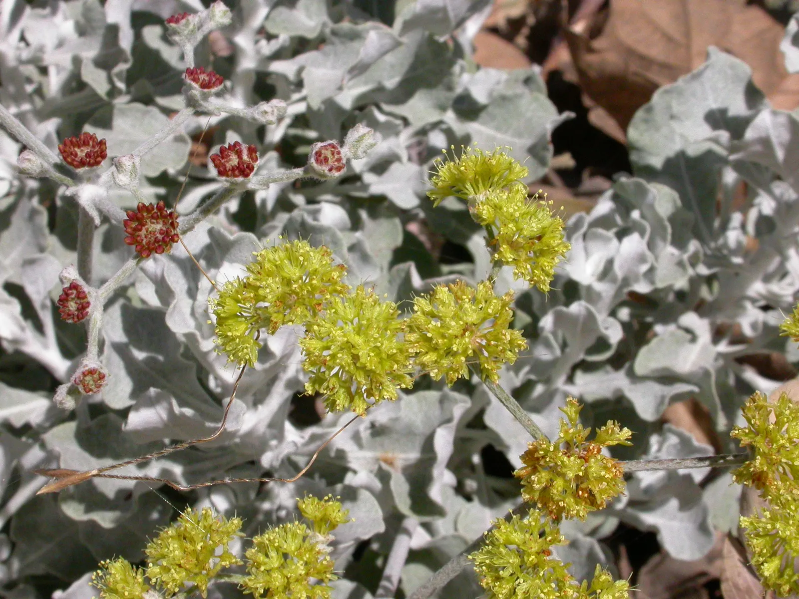Ashyleaf Buckwheat (Eriogonum Cinereum) — As an evergreen shrub native to the coastal sage scrub and chaparral habitats of California