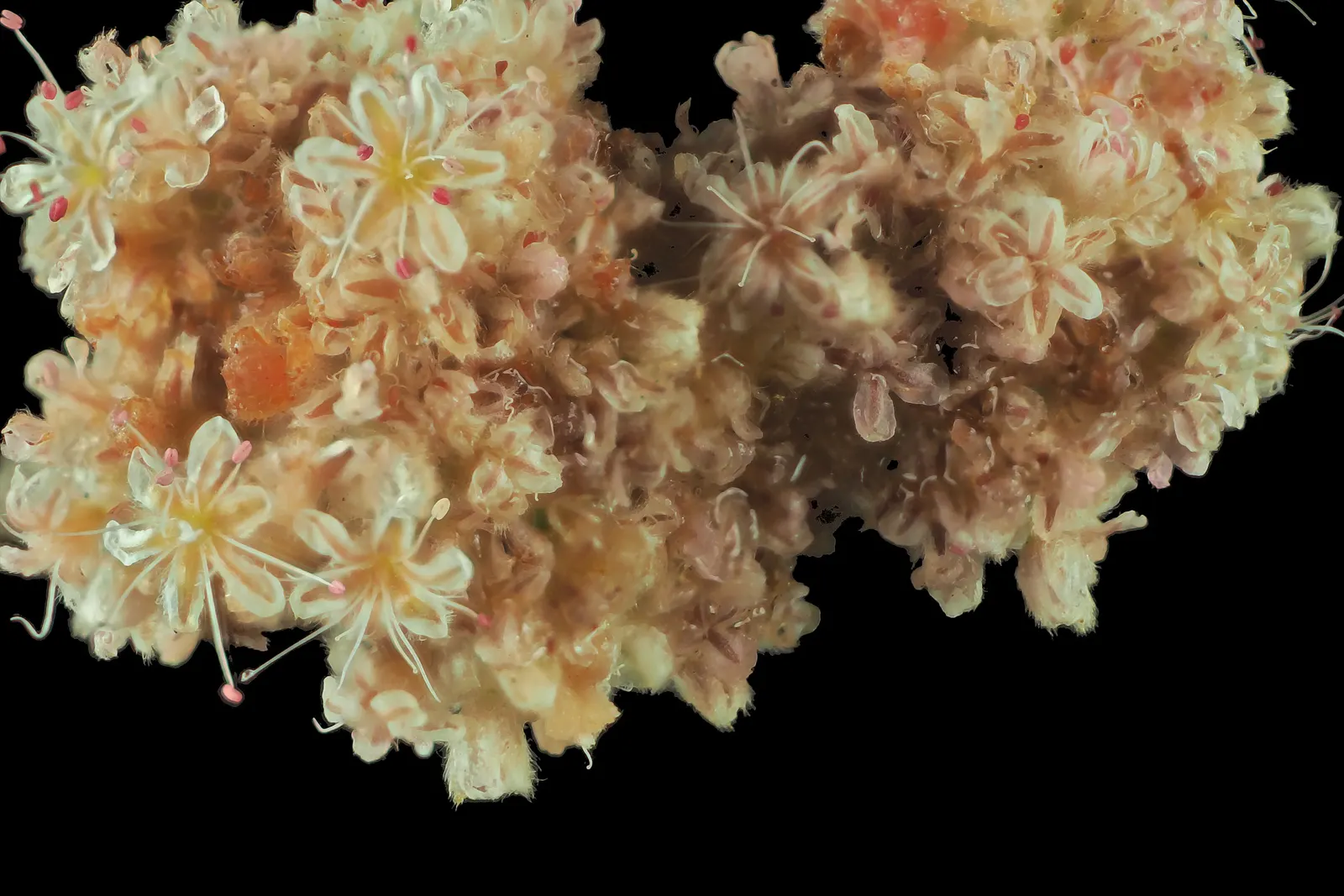 Ashyleaf Buckwheat (Eriogonum Cinereum) — offering low maintenance and year-round visual interest