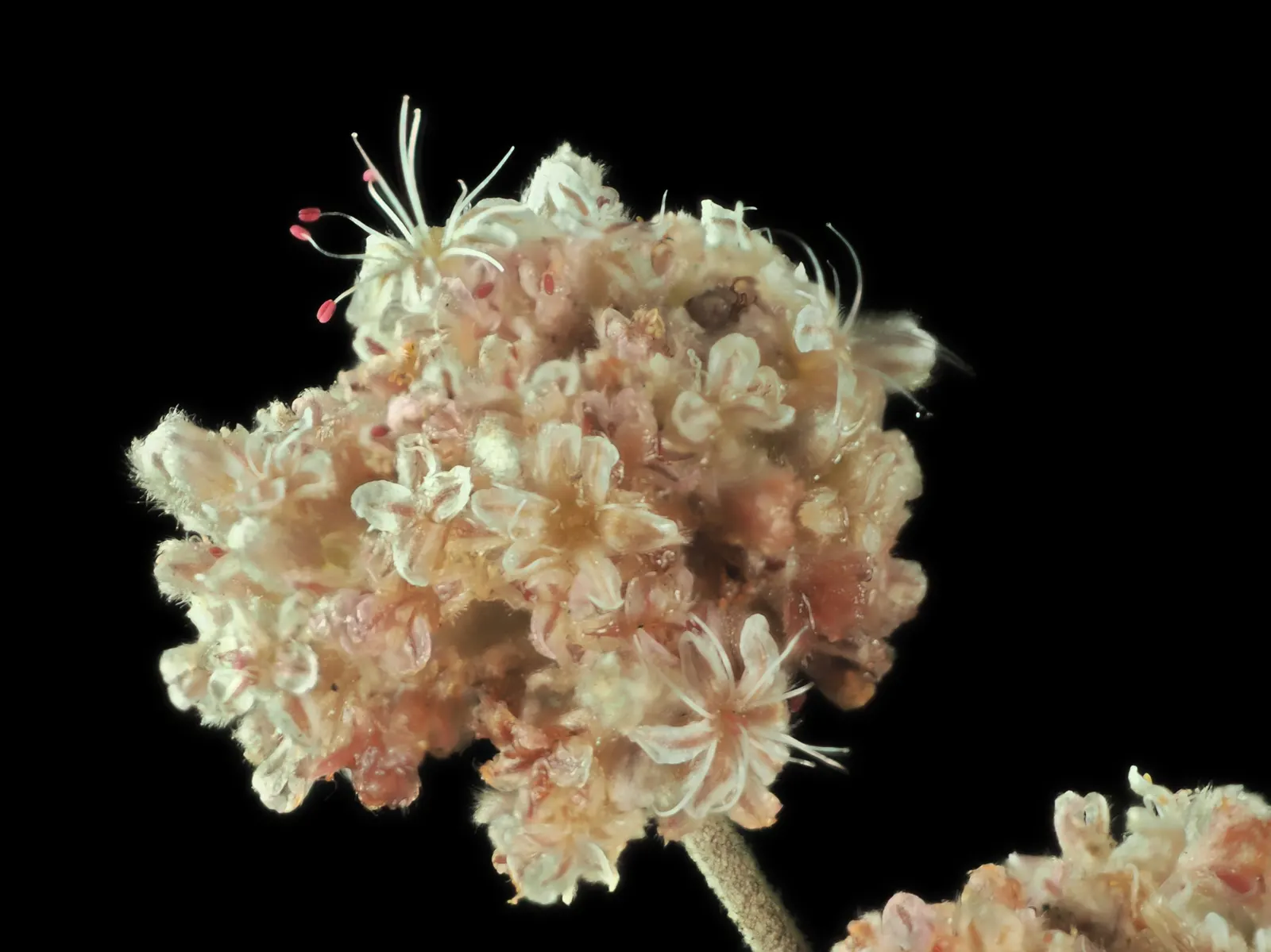 Ashyleaf Buckwheat (Eriogonum Cinereum) — it's perfect for low-water landscapes and seaside gardens