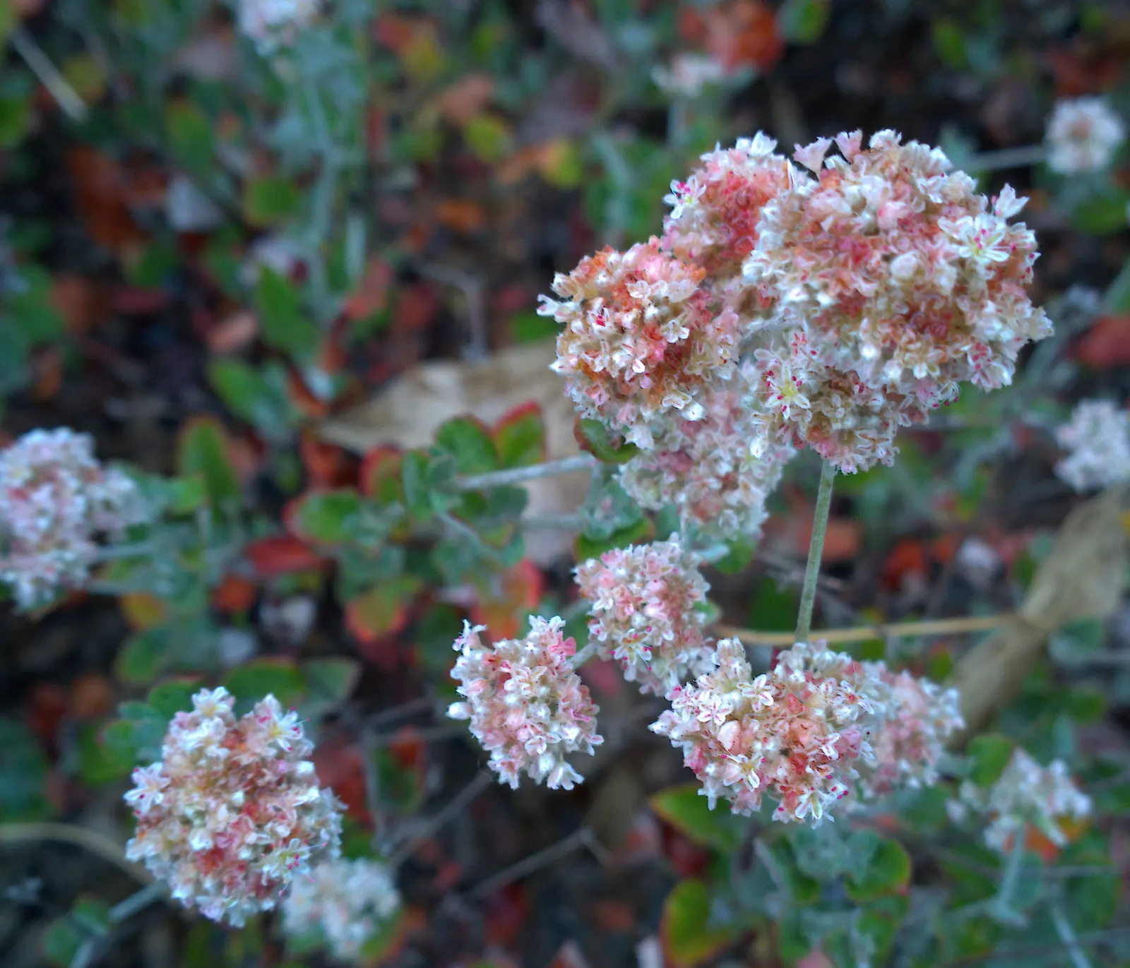 Ashyleaf Buckwheat (Eriogonum Cinereum) — Adaptable to various soils