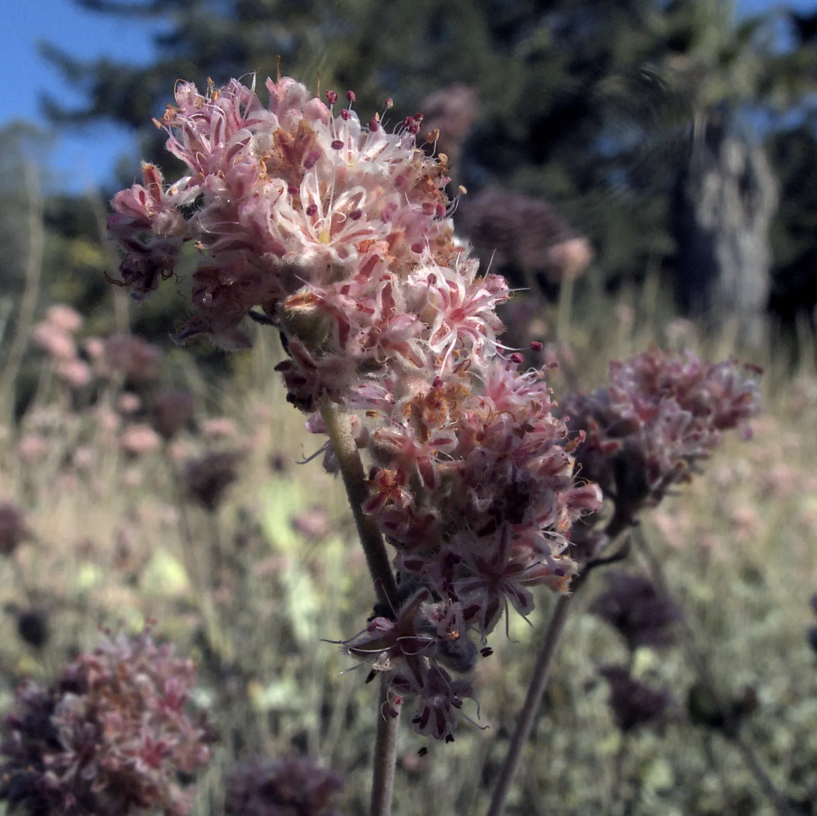 Ashyleaf Buckwheat (Eriogonum Cinereum) — The Ashyleaf Buckthorn, scientifically named Eriogonum cinereum, is a captivating addition to any garden
