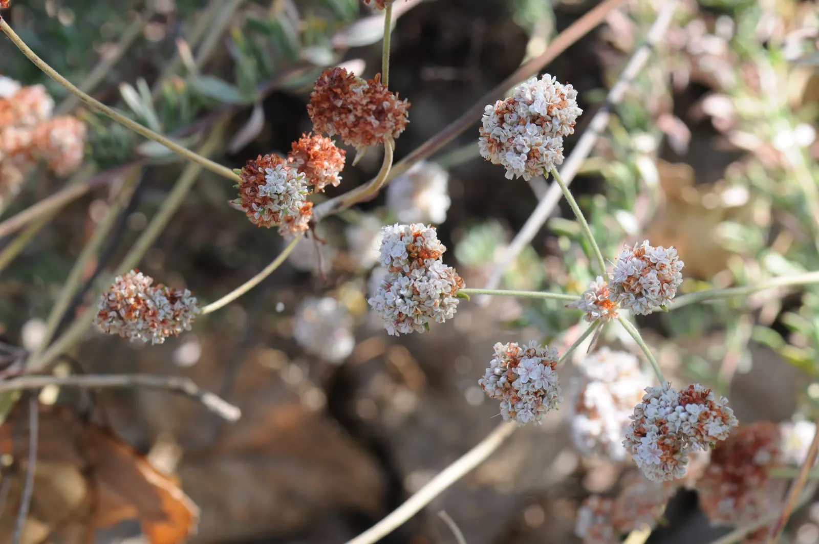 Ashyleaf Buckwheat (Eriogonum Cinereum) — It flourishes in full sun, reaching 2-3 feet in height and spreading 3-4 feet wide