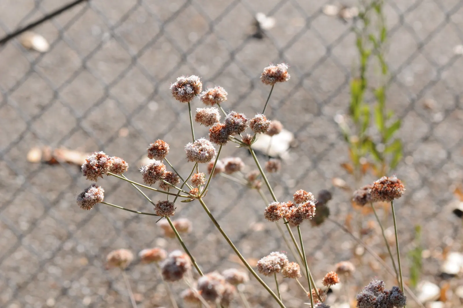 Ashyleaf Buckwheat (Eriogonum Cinereum) — Ashyleaf Buckthorn (Eriogonum cinereum) is a drought-tolerant shrub, native to California coasts
