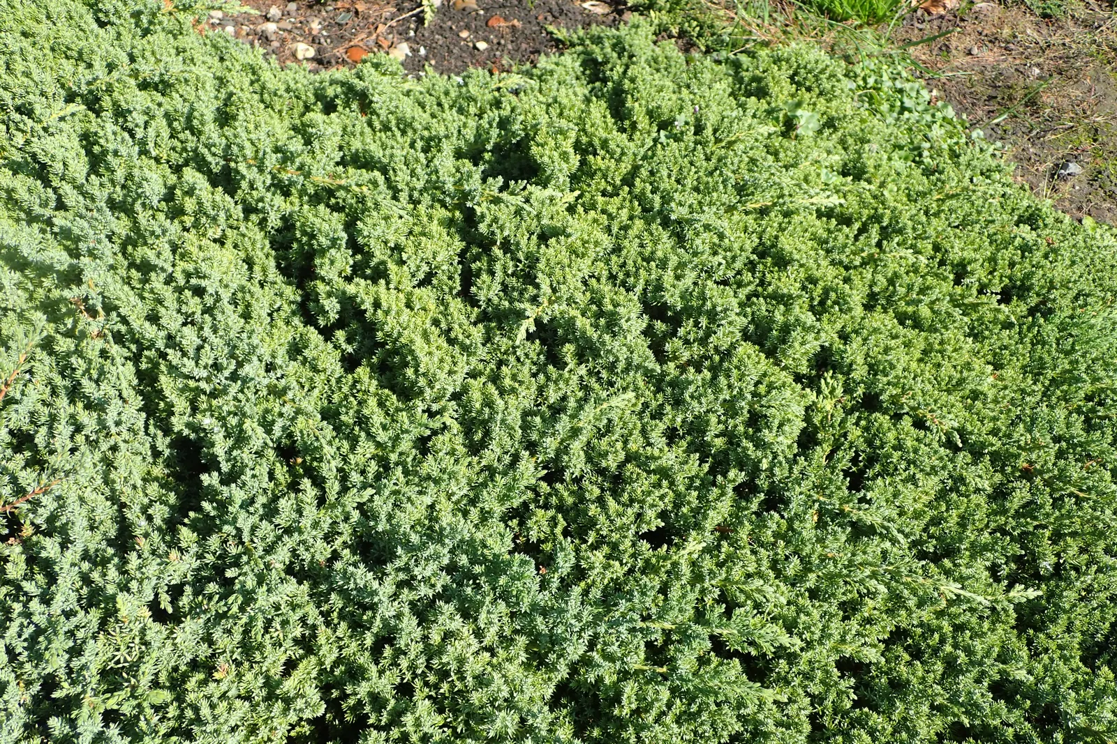 Japanese Garden Juniper (Juniperus Procumbens) — provided they are well-drained