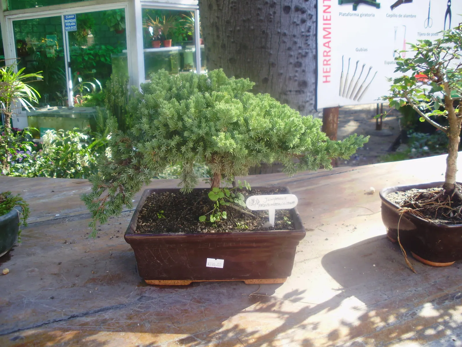 Japanese Garden Juniper (Juniperus Procumbens) — it requires full sun and well-drained soil