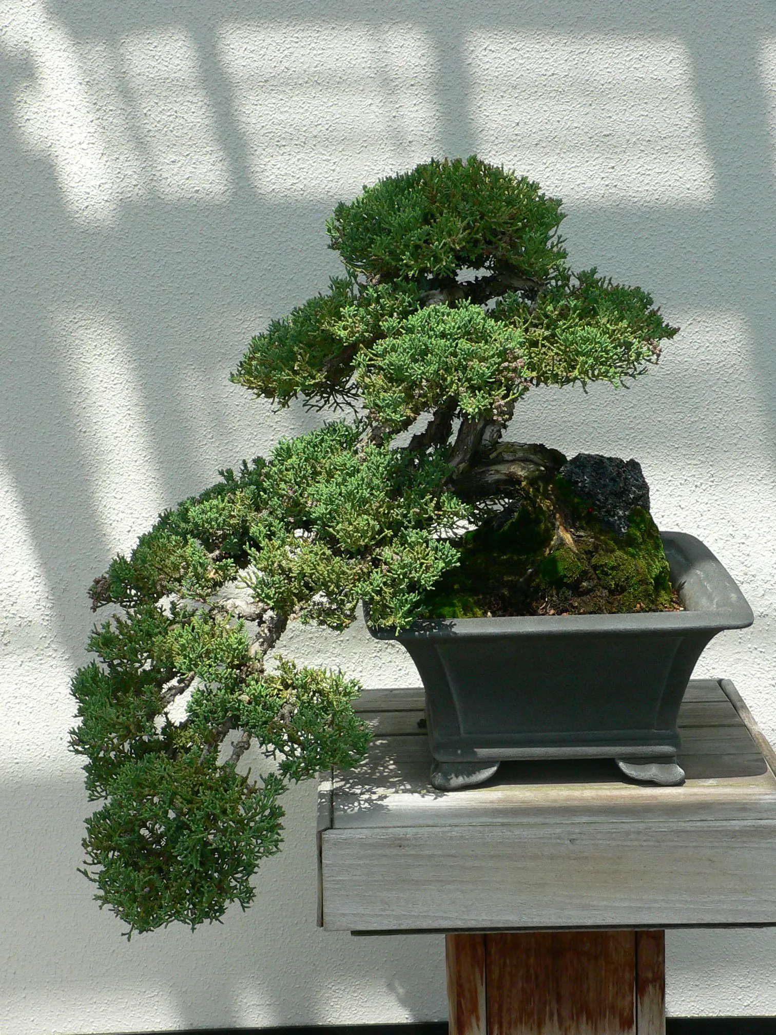 Japanese Garden Juniper (Juniperus Procumbens) — The leaves are a rich green with a silvery-blue tinge