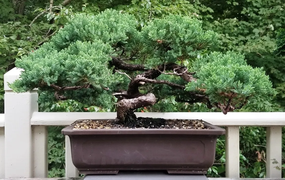 Japanese Garden Juniper (Juniperus Procumbens) — green-blue foliage provides year-round interest