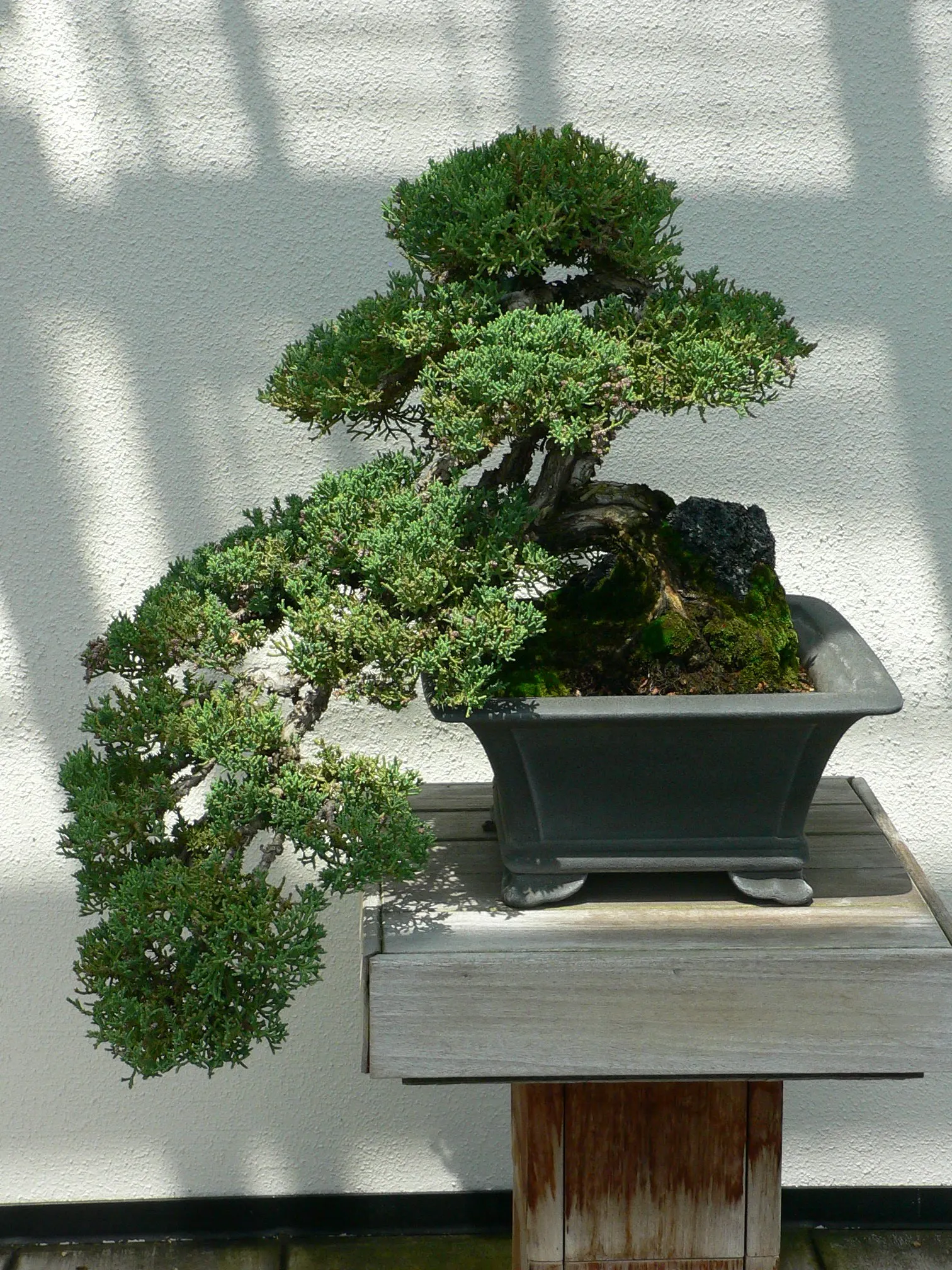 Japanese Garden Juniper (Juniperus Procumbens) — which can acquire a purple hue during winter