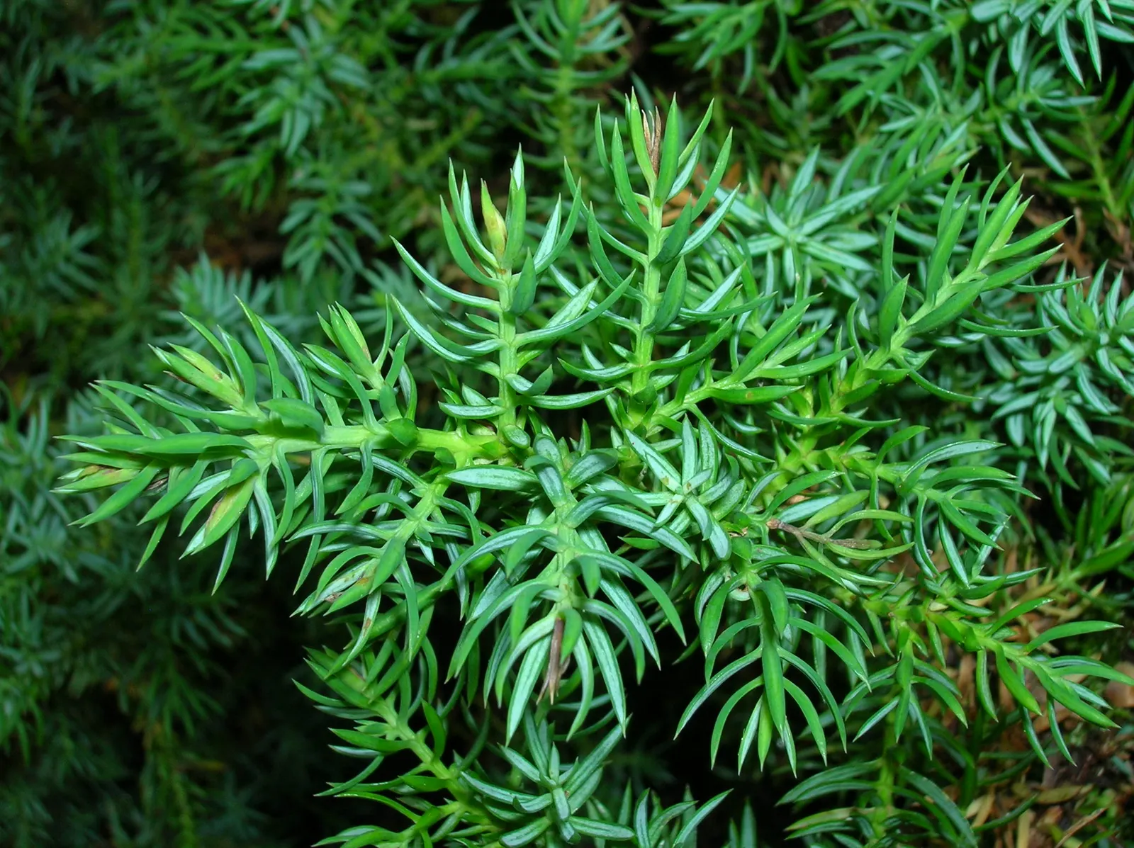 Japanese Garden Juniper (Juniperus Procumbens) — It reaches 6-12 inches in height with a 4-6 feet spread